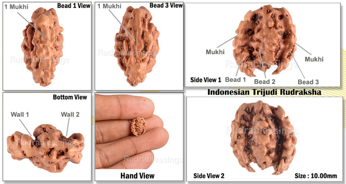 Trijudi Rudraksha from Indonesia Bead No. - 31