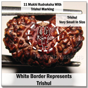 11 Mukhi Trishul Rudraksha