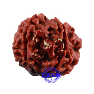 5 Mukhi Rudraksha with Om Marking