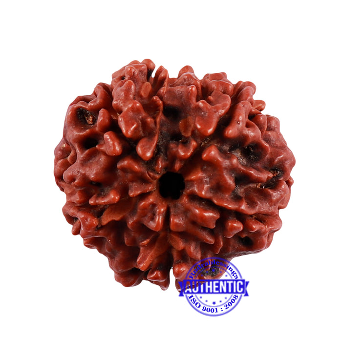 5 Mukhi Rudraksha with Om Marking