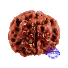 Load image into Gallery viewer, 4 Mukhi Rudraksha with Om Marking - Bead 2

