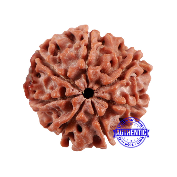 7 Mukhi Rudraksha with Om Marking