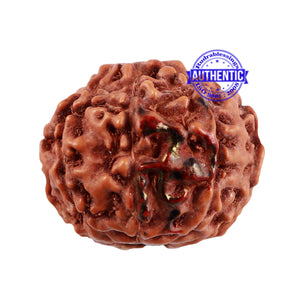 9 Mukhi Indonesian Rudraksha with Swastik Marking