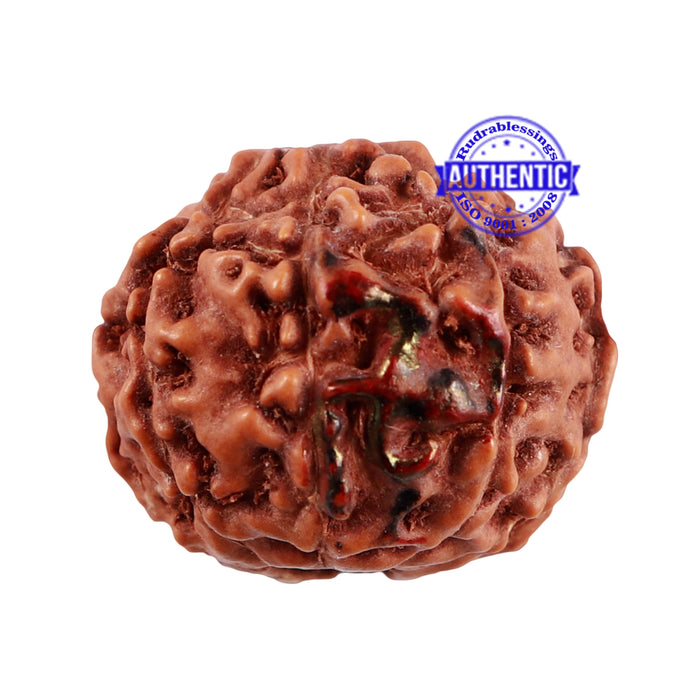 9 Mukhi Indonesian Rudraksha with Swastik Marking