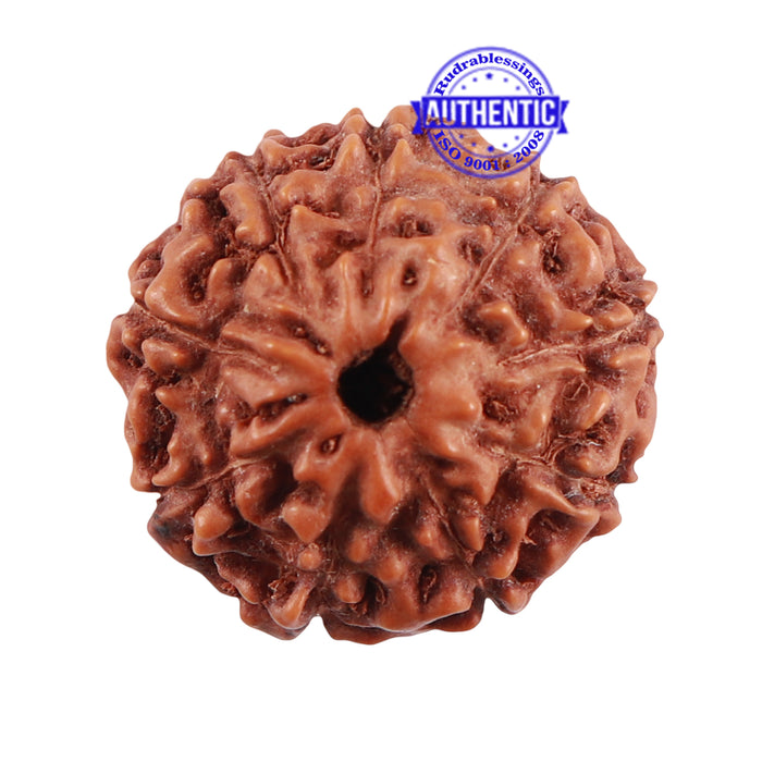 9 Mukhi Indonesian Rudraksha with Swastik Marking