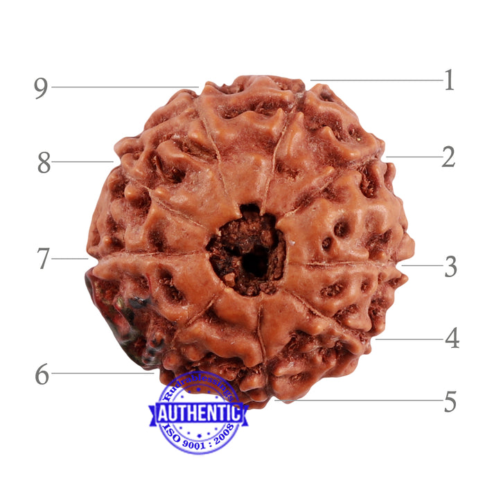 9 Mukhi Indonesian Rudraksha with Swastik Marking