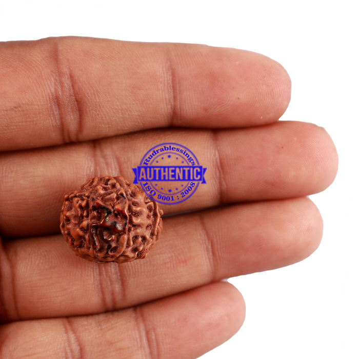 9 Mukhi Indonesian Rudraksha with Swastik Marking
