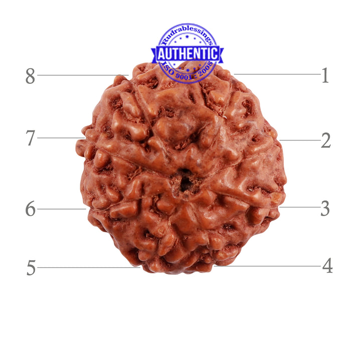 8 Mukhi Indonesian Rudraksha with 2 Om Marking