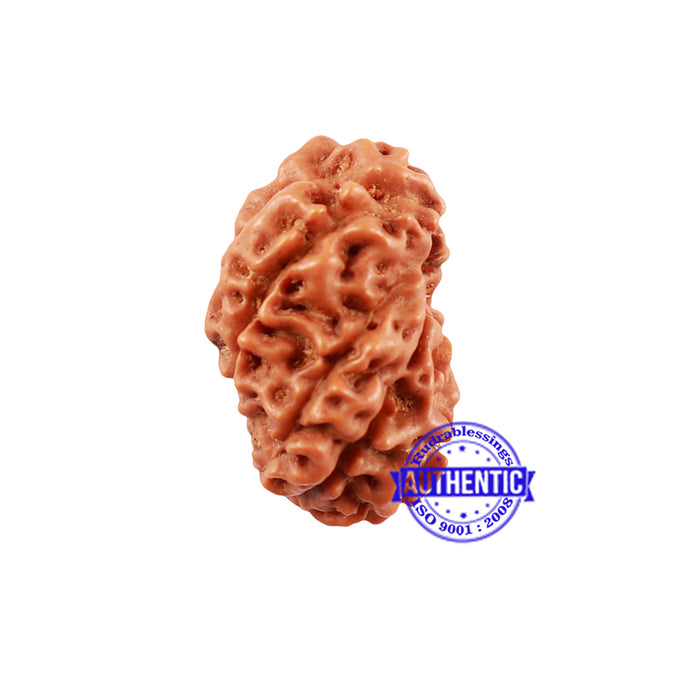 Extremely Rare shaped 7 Mukhi Indonesian Rudraksha