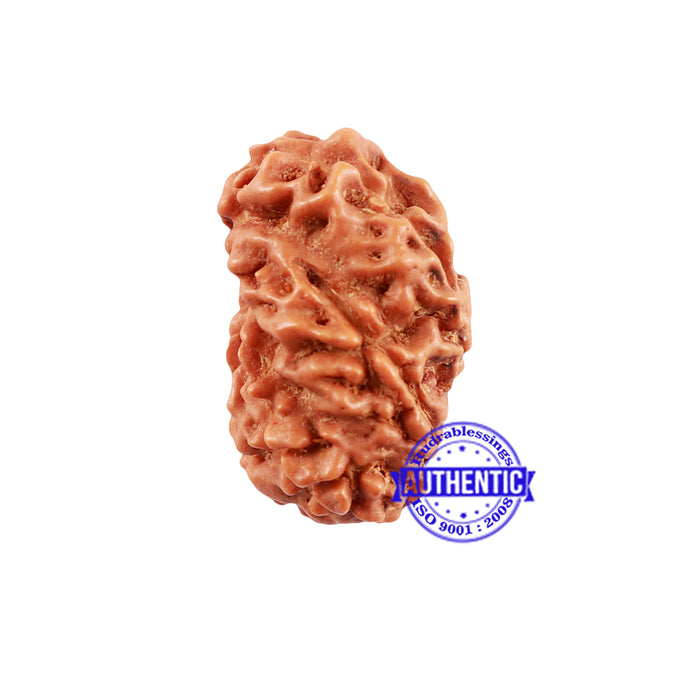 Extremely Rare shaped 7 Mukhi Indonesian Rudraksha