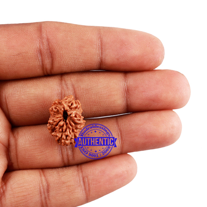 Extremely Rare shaped 7 Mukhi Indonesian Rudraksha