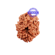 Load image into Gallery viewer, Extremely Rare shaped 7 Mukhi Indonesian Rudraksha
