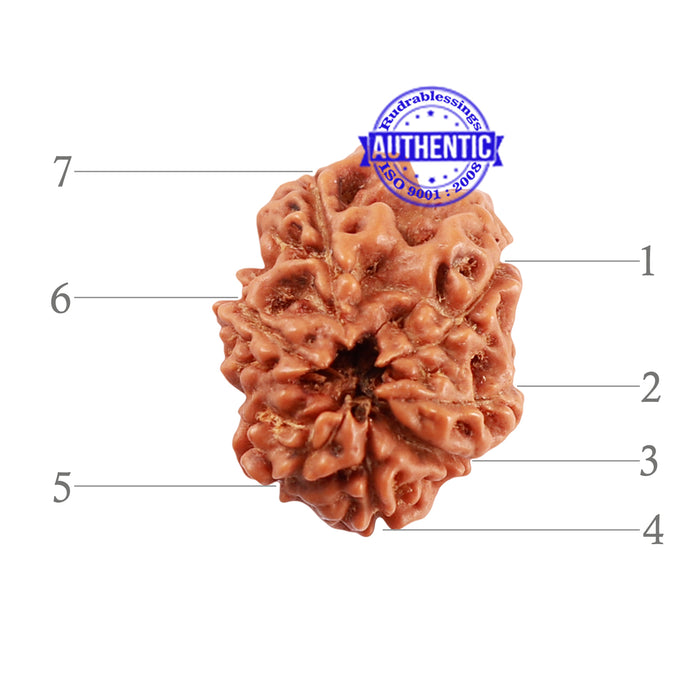Extremely Rare shaped 7 Mukhi Indonesian Rudraksha