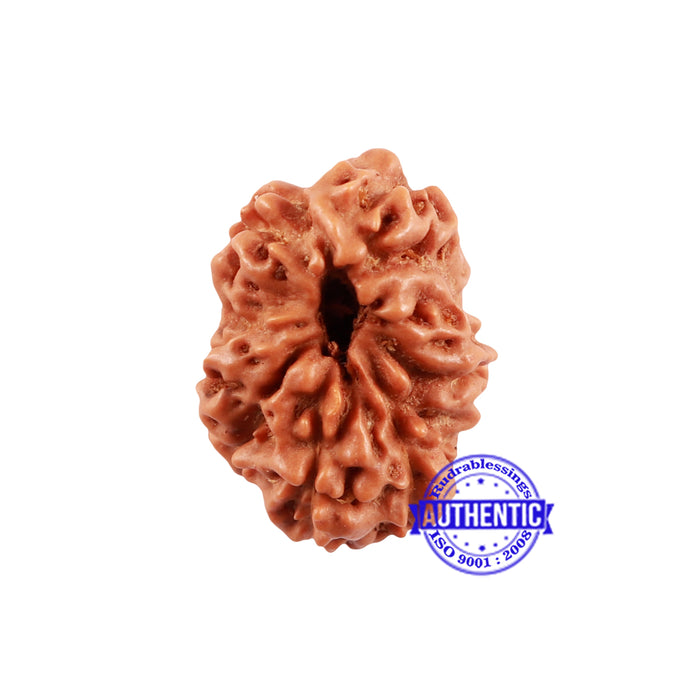 Extremely Rare shaped 7 Mukhi Indonesian Rudraksha
