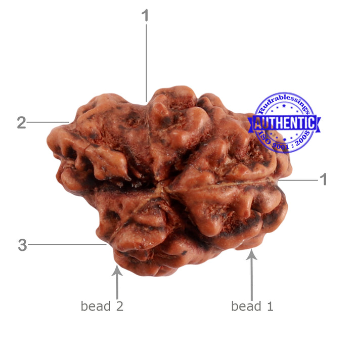1 + 3 Mukhi Indonesian Gaurishankar Rudraksha