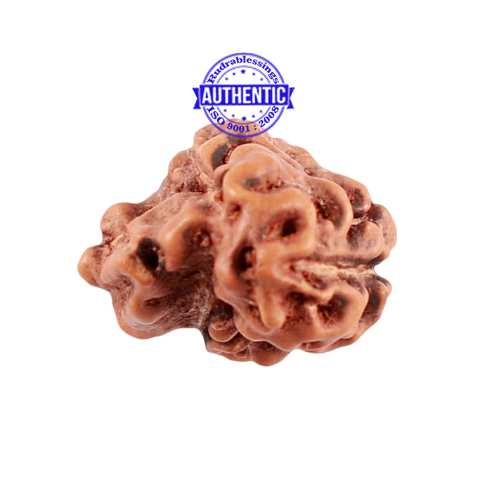 1 + 3 Mukhi Indonesian Gaurishankar Rudraksha