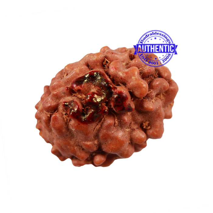 3 Mukhi Indonesian Rudraksha with Om Marking