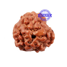 Load image into Gallery viewer, 3 Mukhi Indonesian Rudraksha with Om Marking
