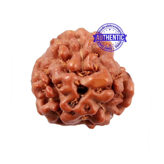 3 Mukhi Indonesian Rudraksha with Om Marking