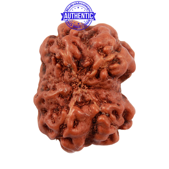 Damru Rudraksha - Bead No. 3