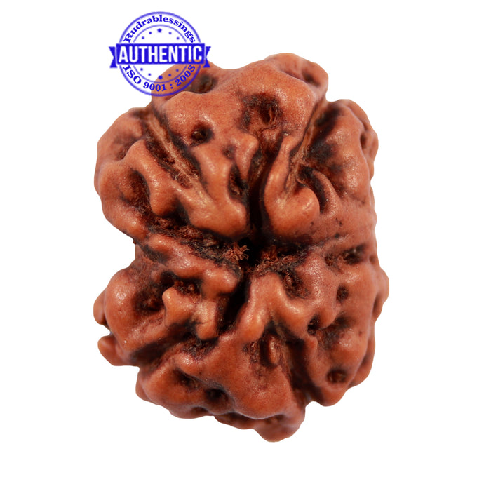 Damru Rudraksha - Bead No. 3