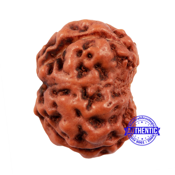 Damru Rudraksha - Bead No. 3