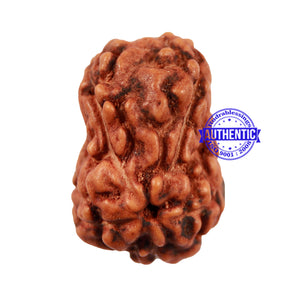 Damru Rudraksha - Bead No. 4