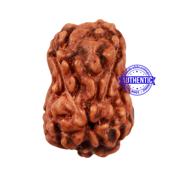 Damru Rudraksha - Bead No. 4
