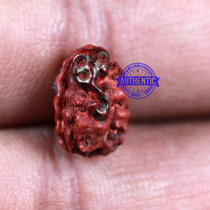 2 Mukhi Indonesian Rudraksha with Ganesha Marking