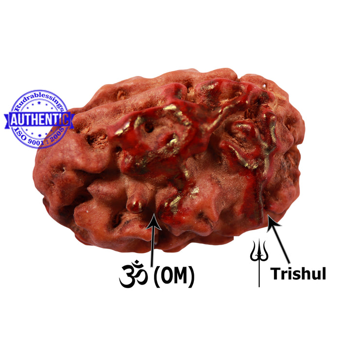2 Mukhi Indonesian Rudraksha with Om and Trishul Marking