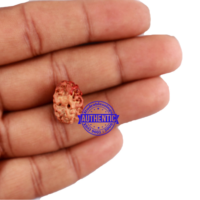 2 Mukhi Indonesian Rudraksha with Om and Trishul Marking