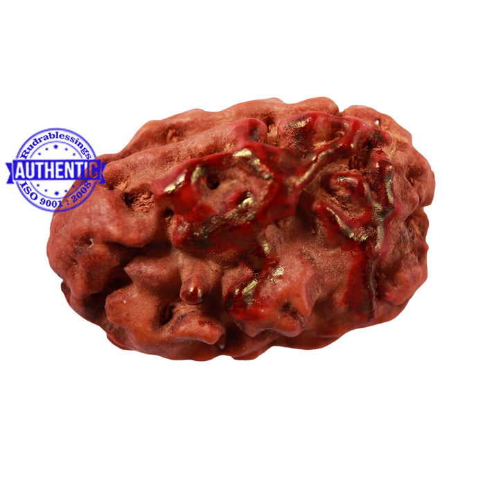2 Mukhi Indonesian Rudraksha with Om and Trishul Marking