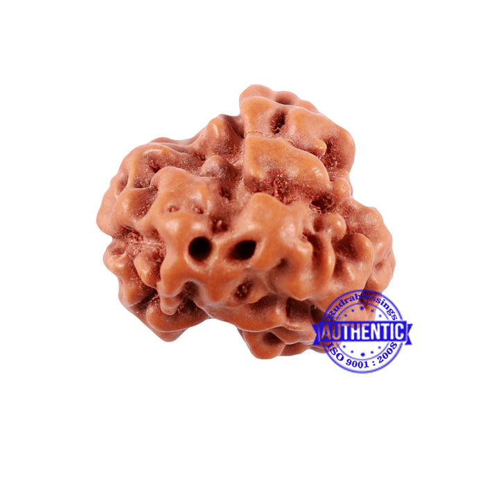 1 + 2 Mukhi Indonesian Gaurishankar Rudraksha