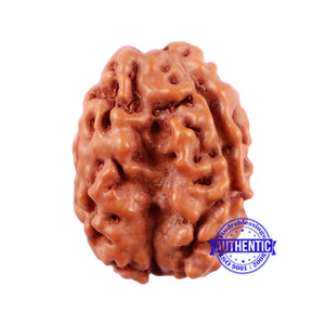 1 + 2 Mukhi Indonesian Gaurishankar Rudraksha