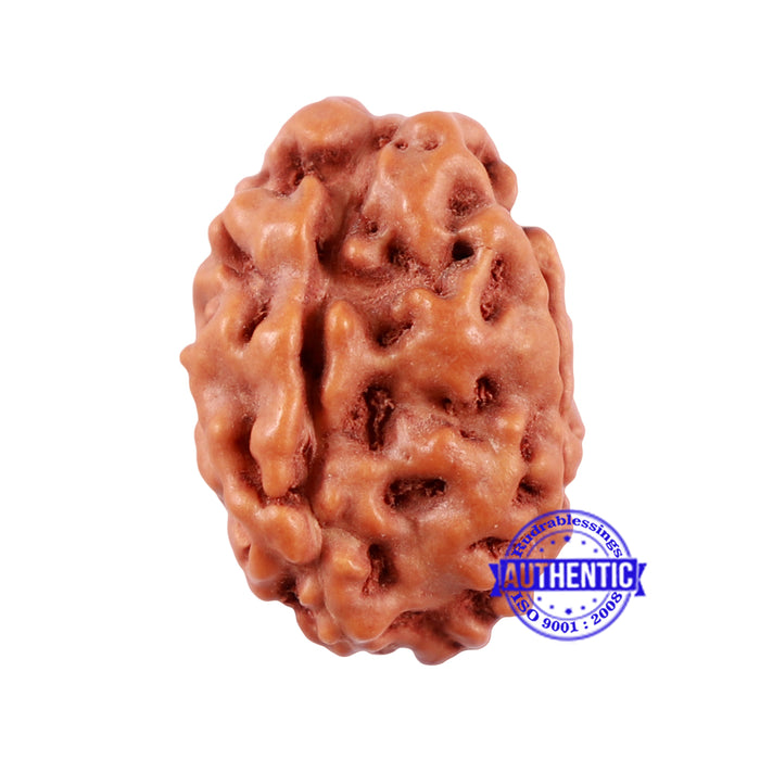 1 + 2 Mukhi Indonesian Gaurishankar Rudraksha