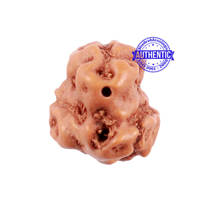 1 + 2 Mukhi Indonesian Gaurishankar Rudraksha