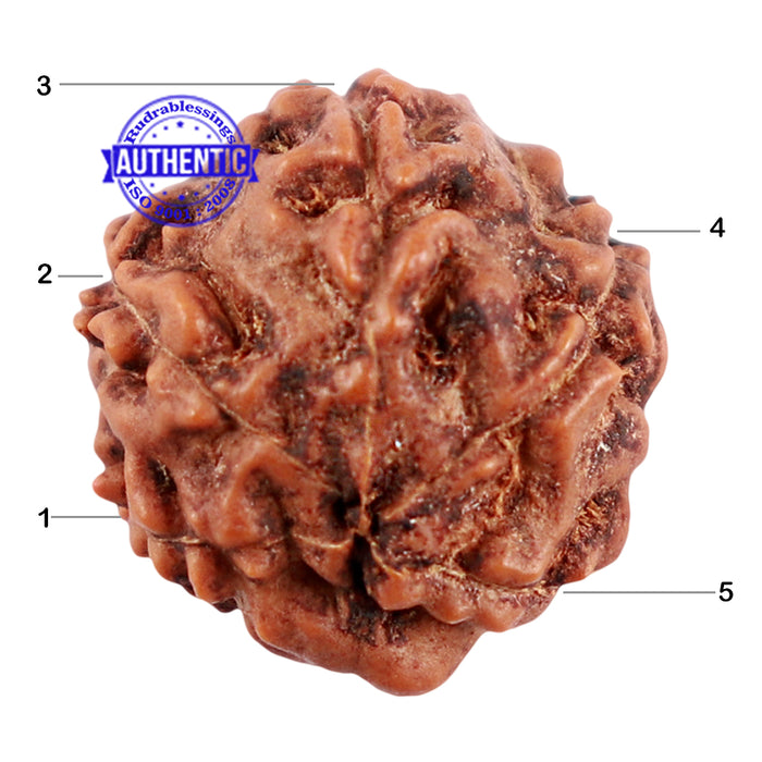5 Mukhi Rudraksha with Goddess Durga Marking