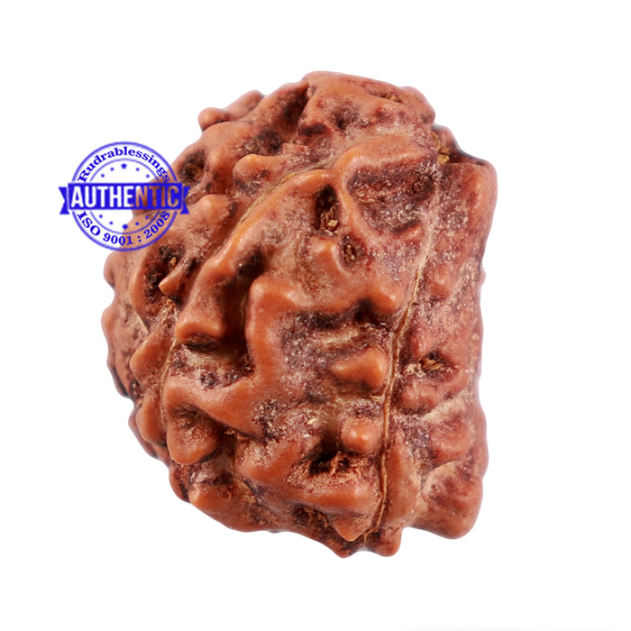 5 Mukhi Rudraksha with Goddess Durga Marking