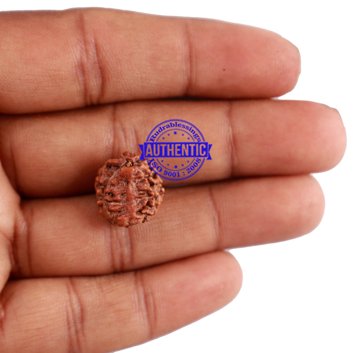 5 Mukhi Rudraksha with Goddess Durga Marking