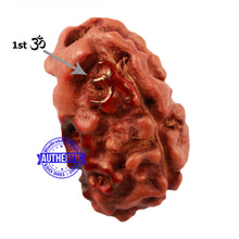 Load image into Gallery viewer, 2 Mukhi Indonesian Rudraksha with 2 Om Marking
