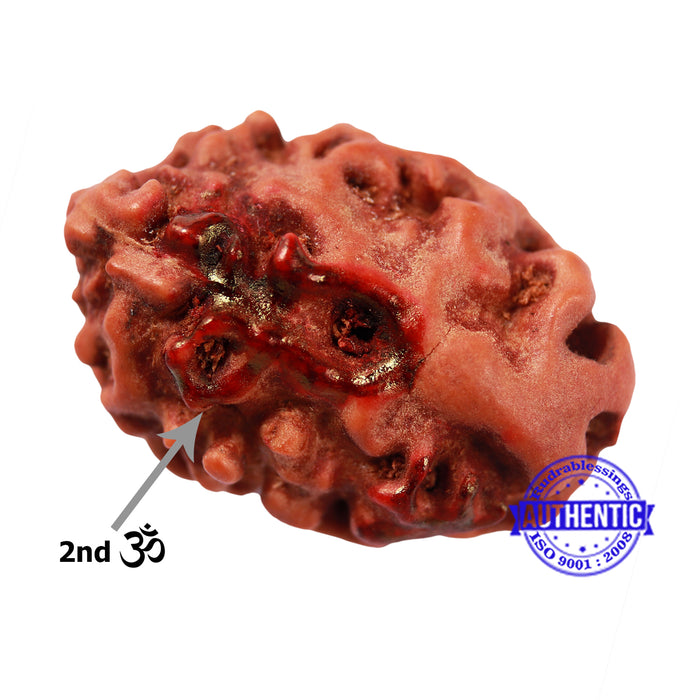 2 Mukhi Indonesian Rudraksha with 2 Om Marking