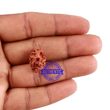 Load image into Gallery viewer, 2 Mukhi Indonesian Rudraksha with 2 Om Marking
