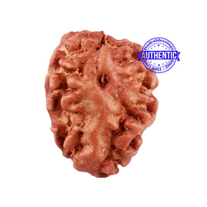 2 Mukhi Indonesian Rudraksha with Ganesha Marking