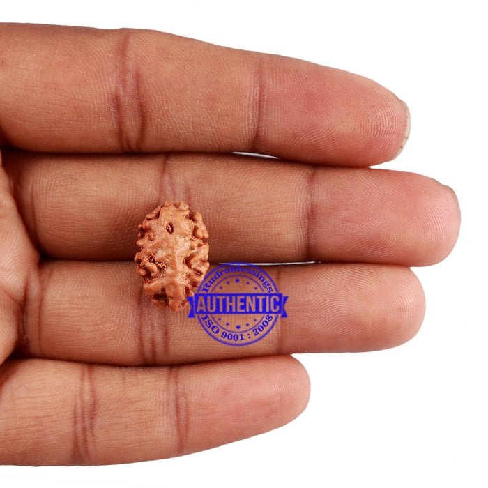 2 Mukhi Indonesian Rudraksha with Ganesha Marking