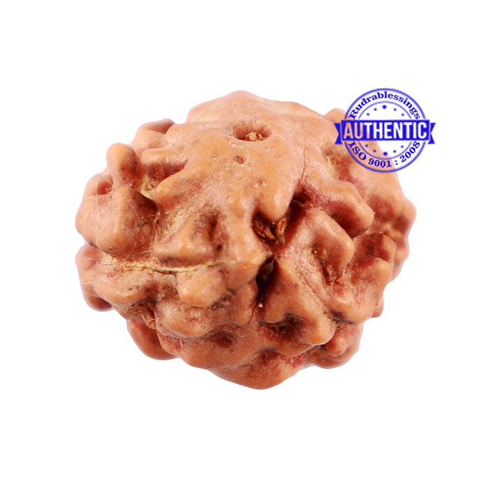 2 Mukhi Indonesian Rudraksha with Ganesha Marking
