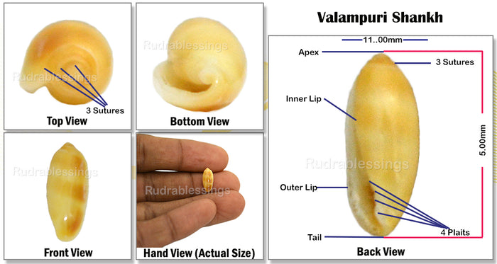 Valampuri Shankh - 6 (Tiny size)
