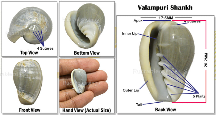 Valampuri Shankh - 7 (small size)