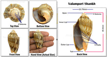 Load image into Gallery viewer, Valampuri Shankh - 9 (small size)
