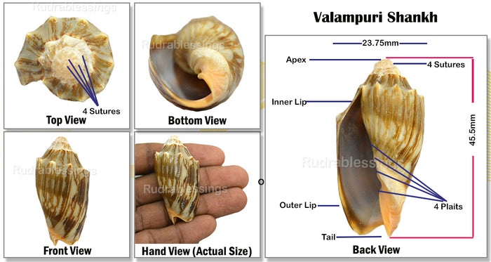 Valampuri Shankh - 9 (small size)