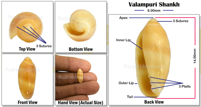 Valampuri Shankh - 1 (Tiny size)